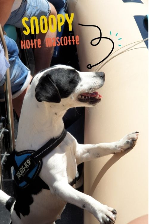 Le chien mascotte snoopy de Sea You Sun dans les calanques de l'estérel au départ de Saint Raphael et Fréjus en bateau.