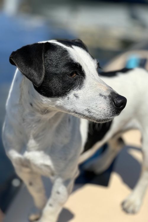 snoopy la mascotte des bateaux de saint raphael